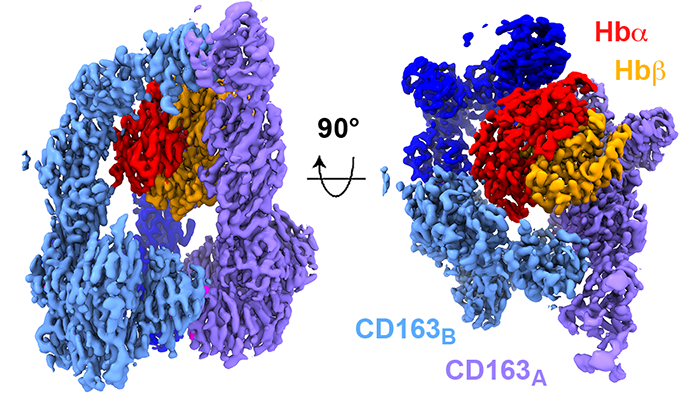 cd163 hb figure