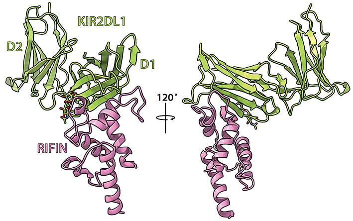 kirorifin