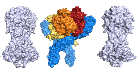 Two strategies for survival used by trypanosome receptors | Higgins Lab